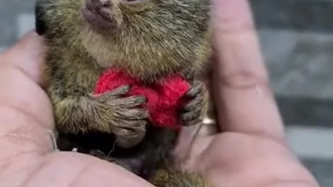 Worlds smallest monkey Pigmy Marmoset, Western Thailand #short