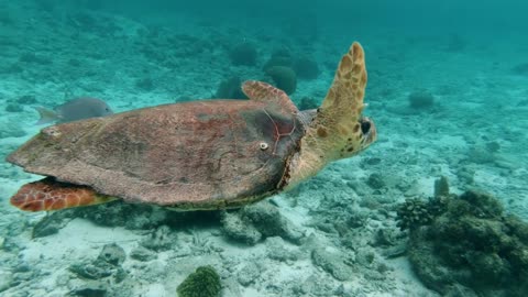 Turtle Ocean Sea Animal Caretta Caretta Water