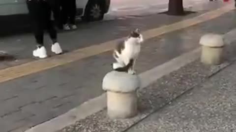 ShockedPopular : Funny Cat Sits on Sidewalk and Attacks People