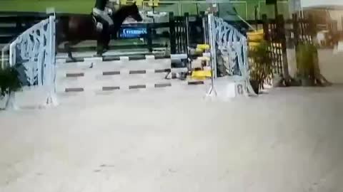 Fast jumping show horse