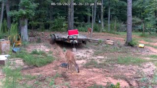 Cat Teases Grazing Deer