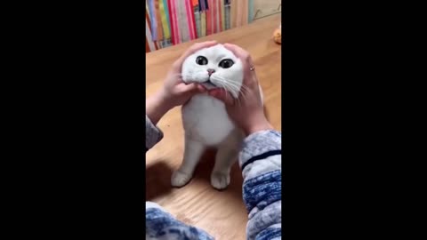 Most satisfying funny cat 🤣🤣🤣