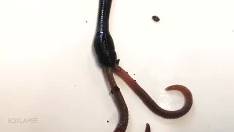 Horse-Leech Eating Earthworm MACRO_Cut