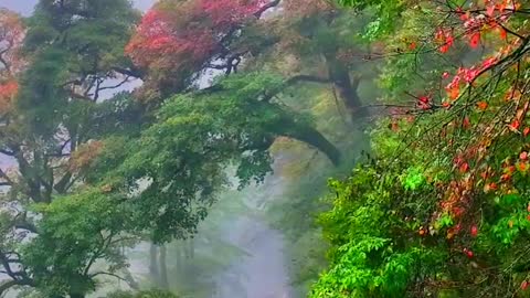 How beautiful autumn is in Shennongjia with fallen leaves