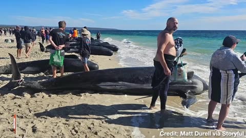 Breitbart News - Australians Rush to Rescue over 100 Whales Stranded on Beach