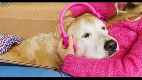 Woman mounting headphone on dogs ear on sofa