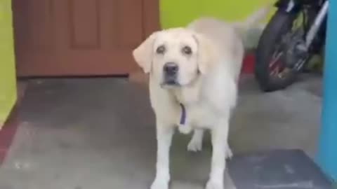 Beautiful dog training video ... Funny dog training