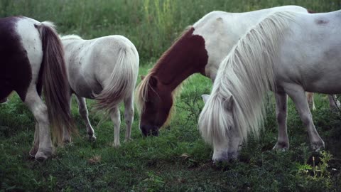 Beautiful Horses