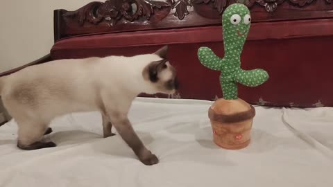 Siamese cat with the cactus that dances