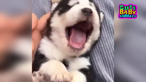 Cute Husky Puppies and Alaskan Malmute Puppies - Cute Puppies