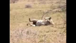 Lion Spins Around & Dies Just Like What is Happening With Humans!