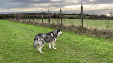 Husky Tries To Get Horse To TALK To Him! & Impress Them!