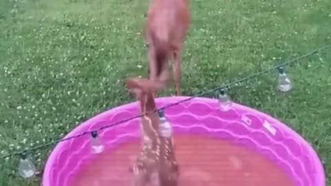 Deer plays in a kiddie pool. 🙂🦌❤️
