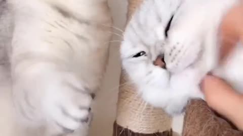Funny pet video cat