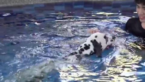 Man and dog swimming. Dogs lover.