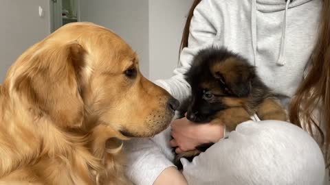 Golden Retriever Meets New Puppy _ Emotional Dog Reaction