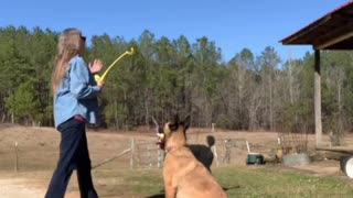 Obedience training-