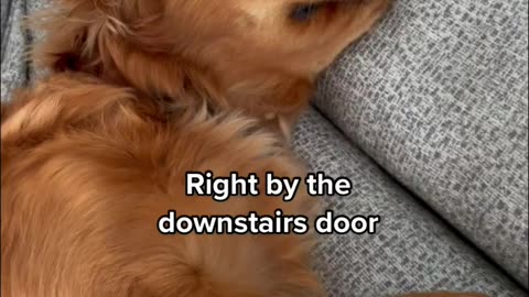 Funny dog 🐶 😁 😁 l Dog Training Course Check out Link In Description 👇 👇