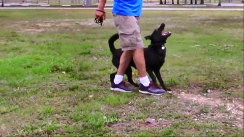 Behind the scene Footage at My Dog Trainer's Dog Training academy!