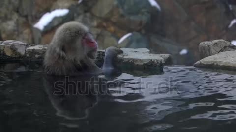 Snow monkey Japanese