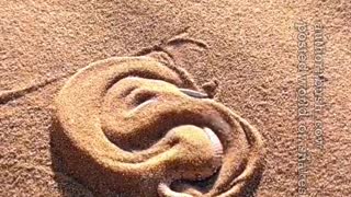 see how snakes hide under the sand