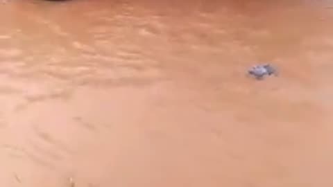 Edo state government convoy is also swimming in the flood