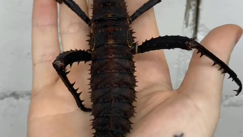 Amazing transformation of rare bugs you must watch 👁️,