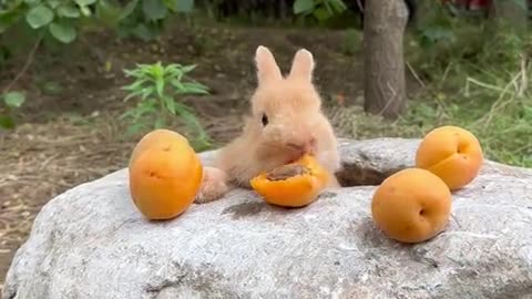 The little bunny is eating apricots.