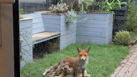 There's a Family of Foxes Living Under My Studio