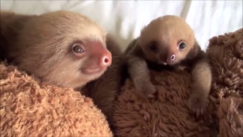 "Adorable Baby Sloth: The Cutest Slow-Mo Snuggles!"