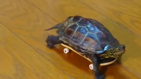"Shellebrating Skills: Tortoise Takes to the Ice with Small Skating"