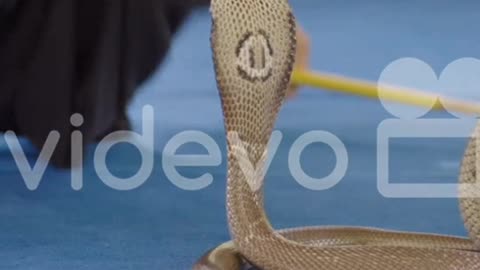 King Kobra Snake Videos For Kids