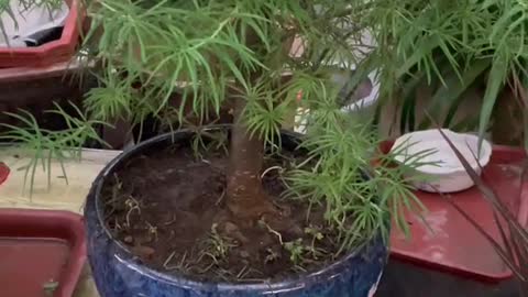 Coniferous potted plants