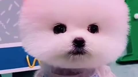 Cute white puppy