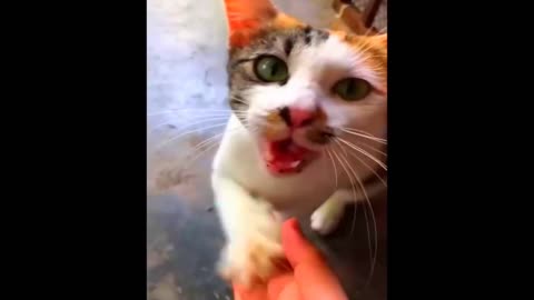 New Funny Animals 😂 Funniest Cats and Dogs Videos