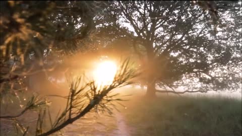 Original Song & Beautiful Woodland Sunrise. "Lord I Want Your Hand", Original Song by Nancy Moral