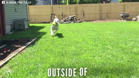 Pit Bull Is So Happy To Run Around Outside Of The Shelter