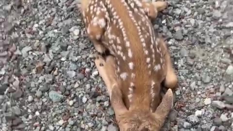 Friendly Fawn Comes By For Head Scratches -- ViralHog