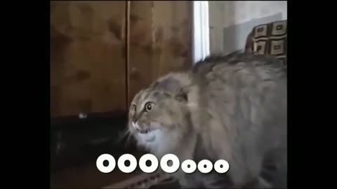 NON-STOP FUNNY MOVEMENT OF CAT PART#4