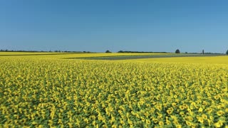 Flight Over a Beautiful Sunflower Field