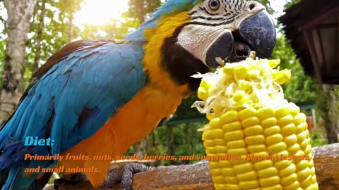 Scenic Relaxing Film || Macaw Parrot