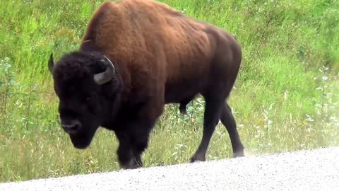 Bison Walking In Yukon