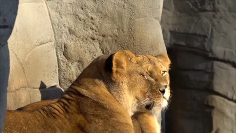 When resting big cats !! Watch Now !