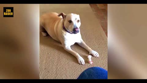 Mysterious Rescued Dog Has Plastic Bone As Favorite Toy