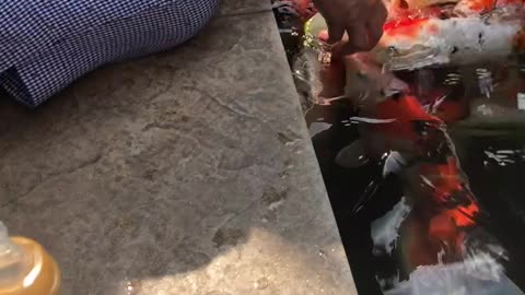 Feeding japanese fish Koi