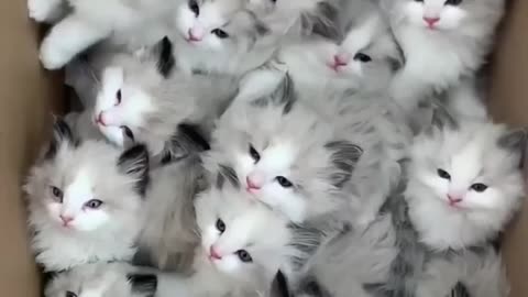 Cats doing fun l cute baby cats l cute cat 😺😺😺😺😺😺