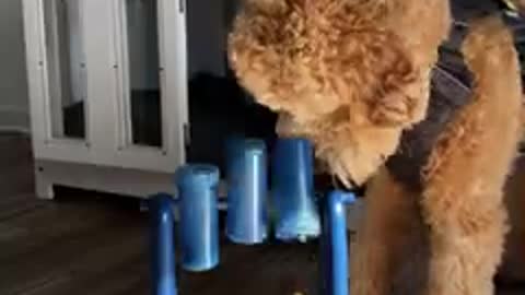 DOGS LOVE THIS Best brain game for pets #shorts