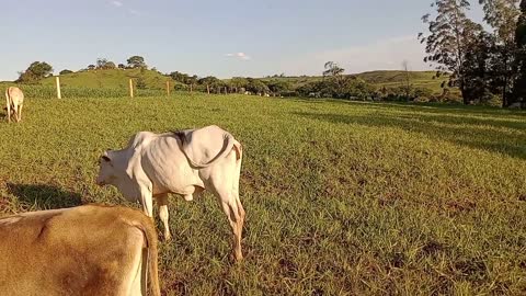 Projeto de pastejo rotacionado, 32 cabeças em 8 hectares | Em andamento!