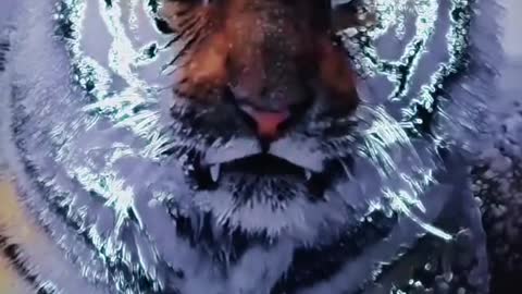 The animal tiger