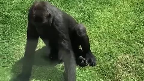 28 funny animal videos